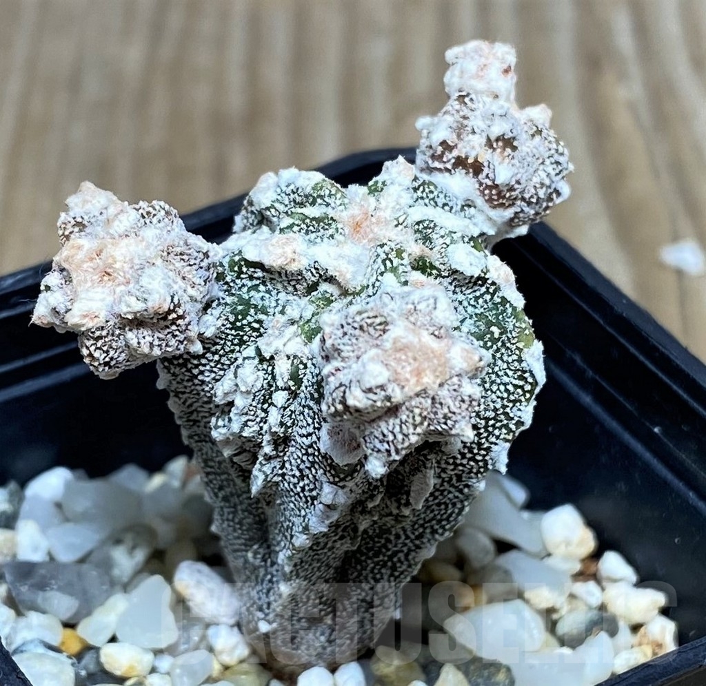 SHPR20813 Astrophytum myriostigma 'Fukuryu' – Bild 2