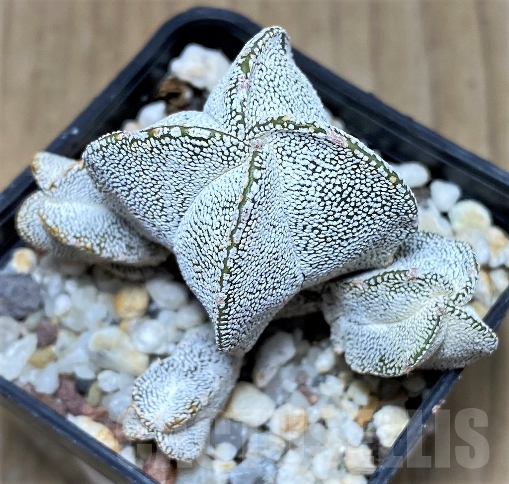 SHPR20814 Astrophytum myriostigma 'Fukuryu' v. quadricostatum – Bild 2