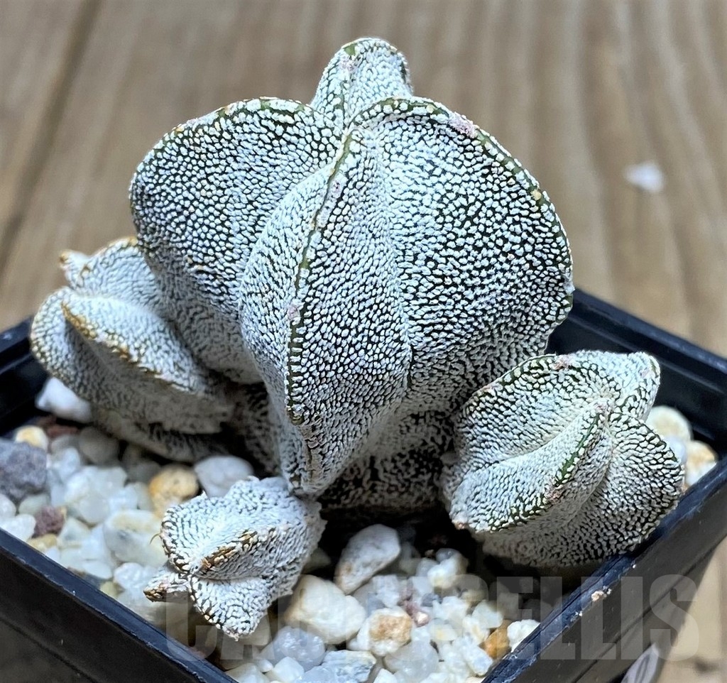 SHPR20814 Astrophytum myriostigma 'Fukuryu' v. quadricostatum