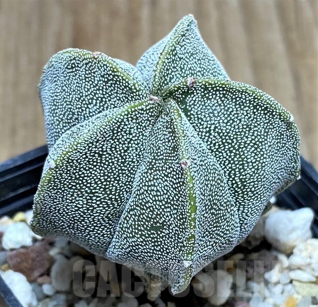 SHPR20816 Astrophytum myriostigma v. strongylogonum