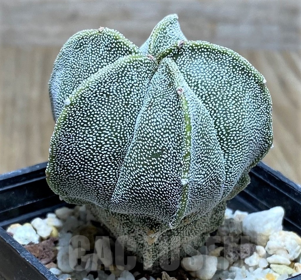 SHPR20816 Astrophytum myriostigma v. strongylogonum – Bild 2