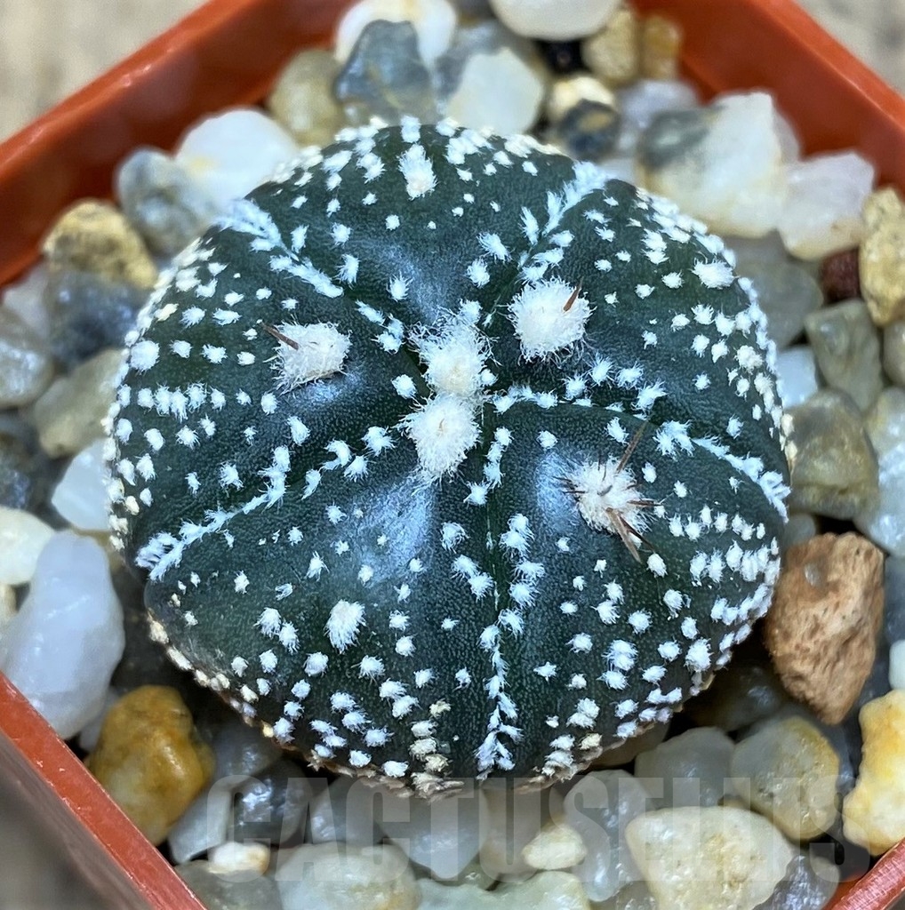 SHPR20818 Astrophytum asterias x 'Onzuca' 5-Ribs