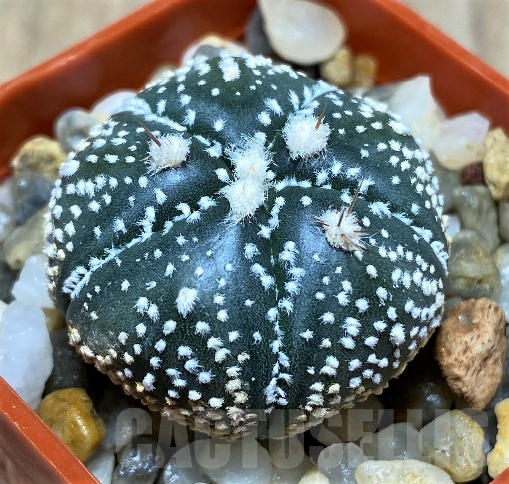 SHPR20818 Astrophytum asterias x 'Onzuca' 5-Ribs – Bild 2