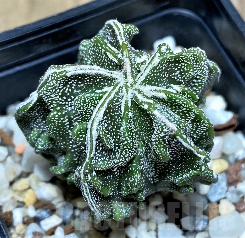 SHPR20819 Astrophytum myriostigma 'Fukuryu'