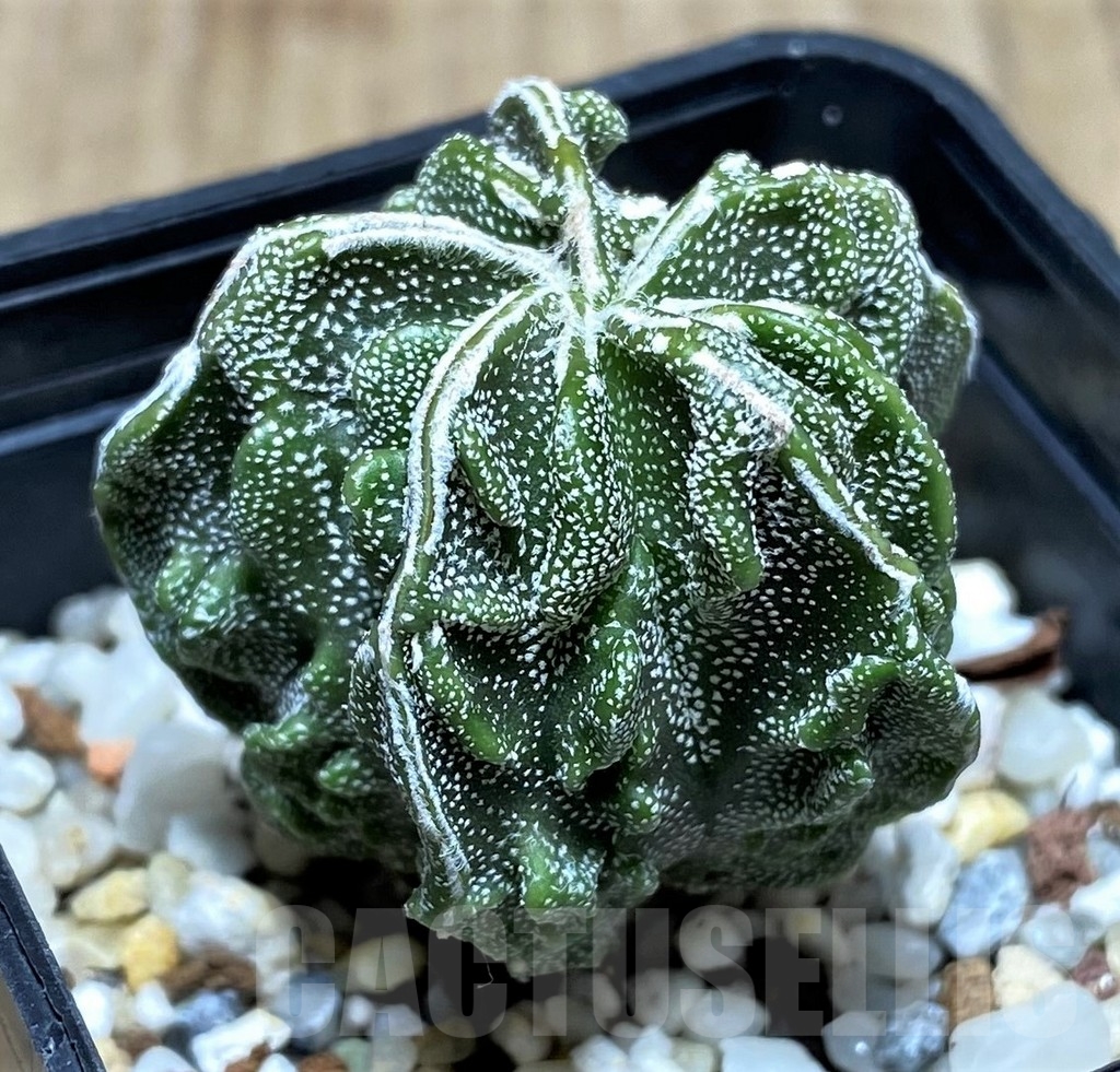 SHPR20819 Astrophytum myriostigma 'Fukuryu' – Image 2