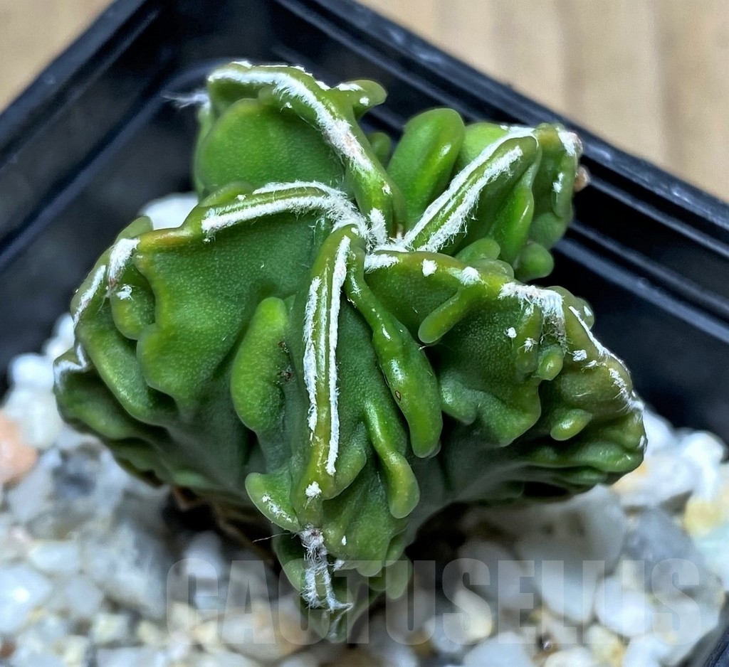 SHPR20820 Astrophytum myriostigma 'Fukuryu' v. nudum