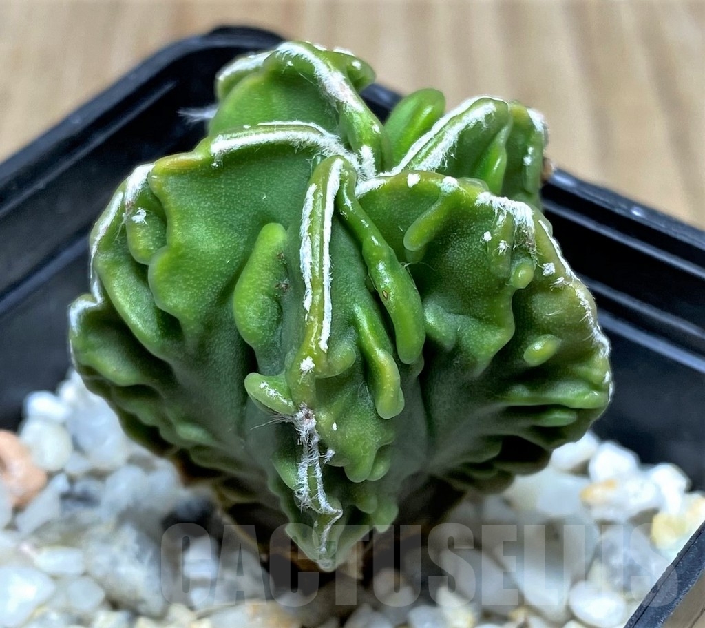 SHPR20820 Astrophytum myriostigma 'Fukuryu' v. nudum - Image 2
