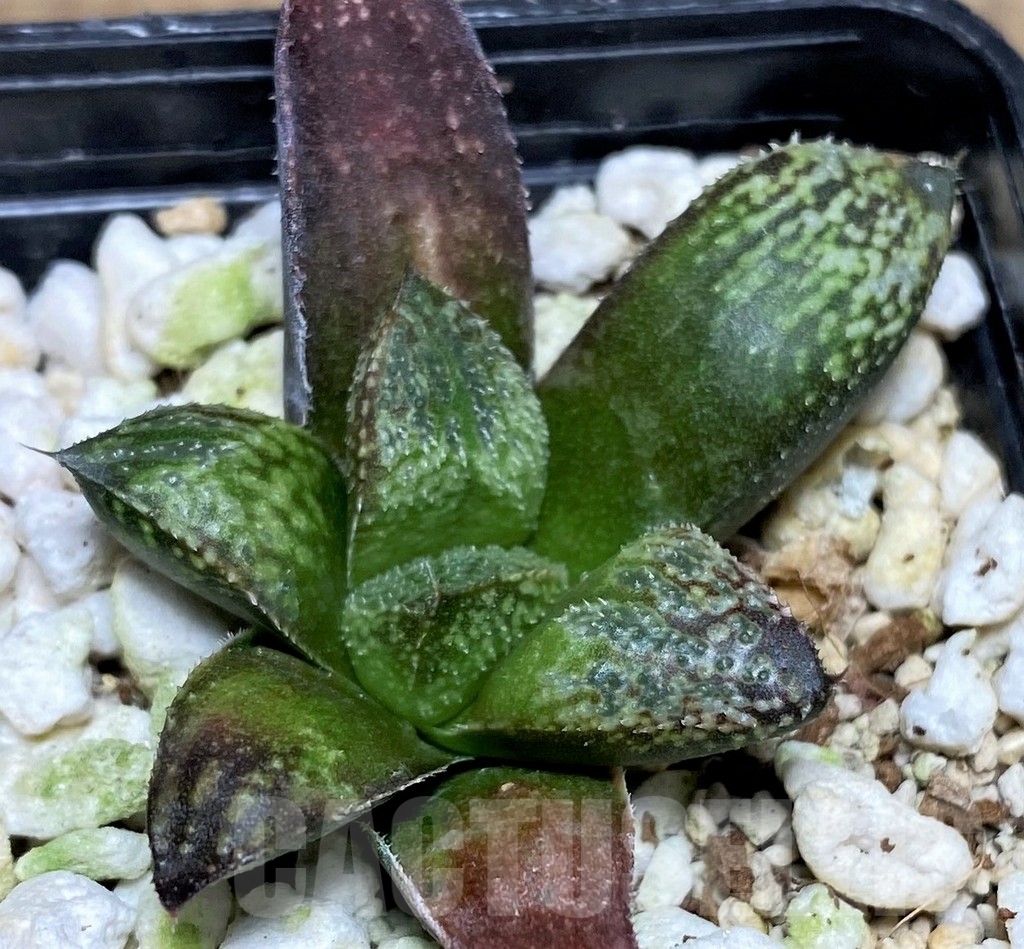 SHPR20788 Haworthia 'Pink Lady' hybrid - Image 2