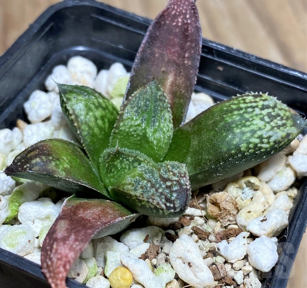 SHPR20788 Haworthia 'Pink Lady' hybrid