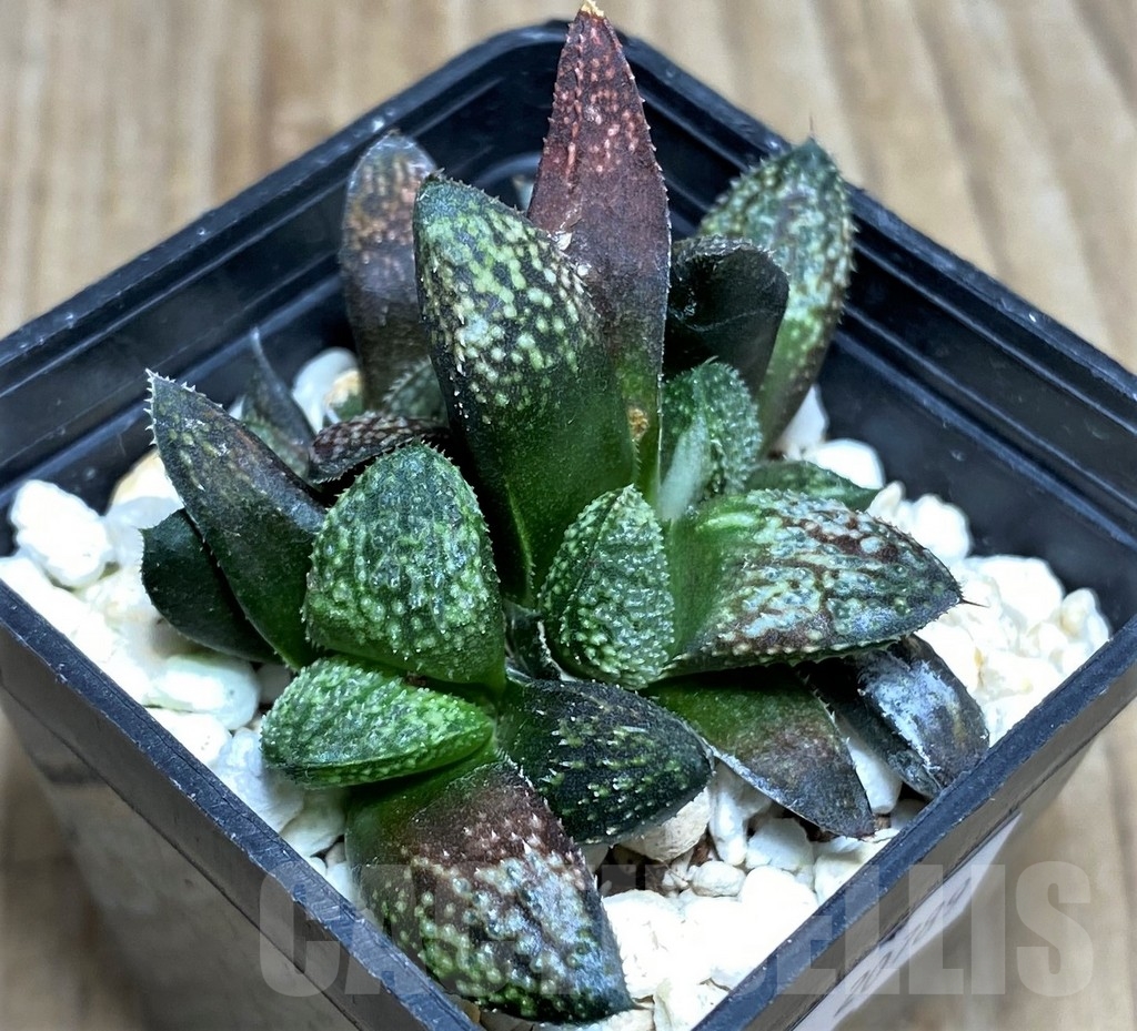 SHPR20789 Haworthia 'Pink Lady' hybrid - Image 2