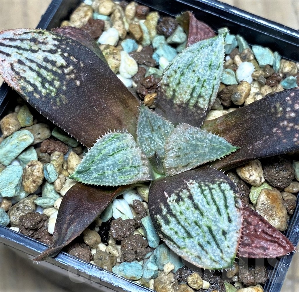 SHPR20790 Haworthia splendens 'Nautilus'
