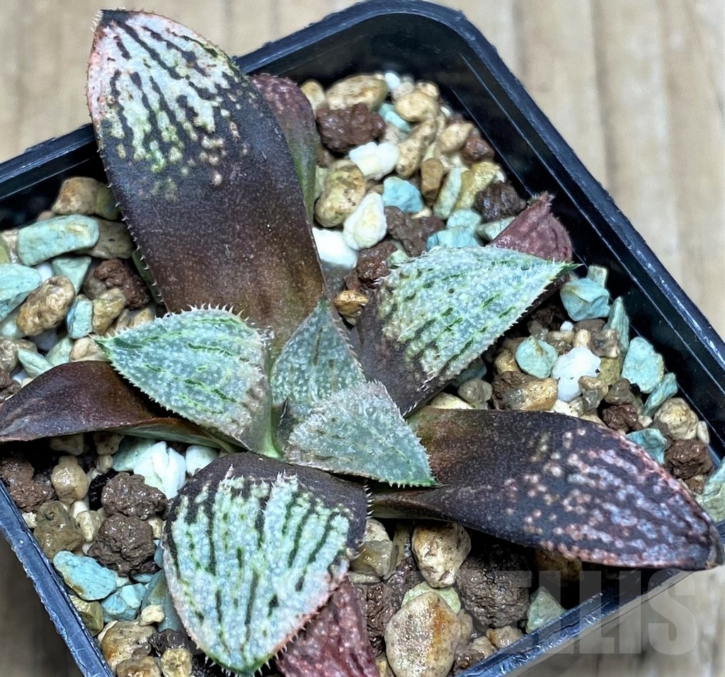 SHPR20790 Haworthia splendens 'Nautilus' - Image 2