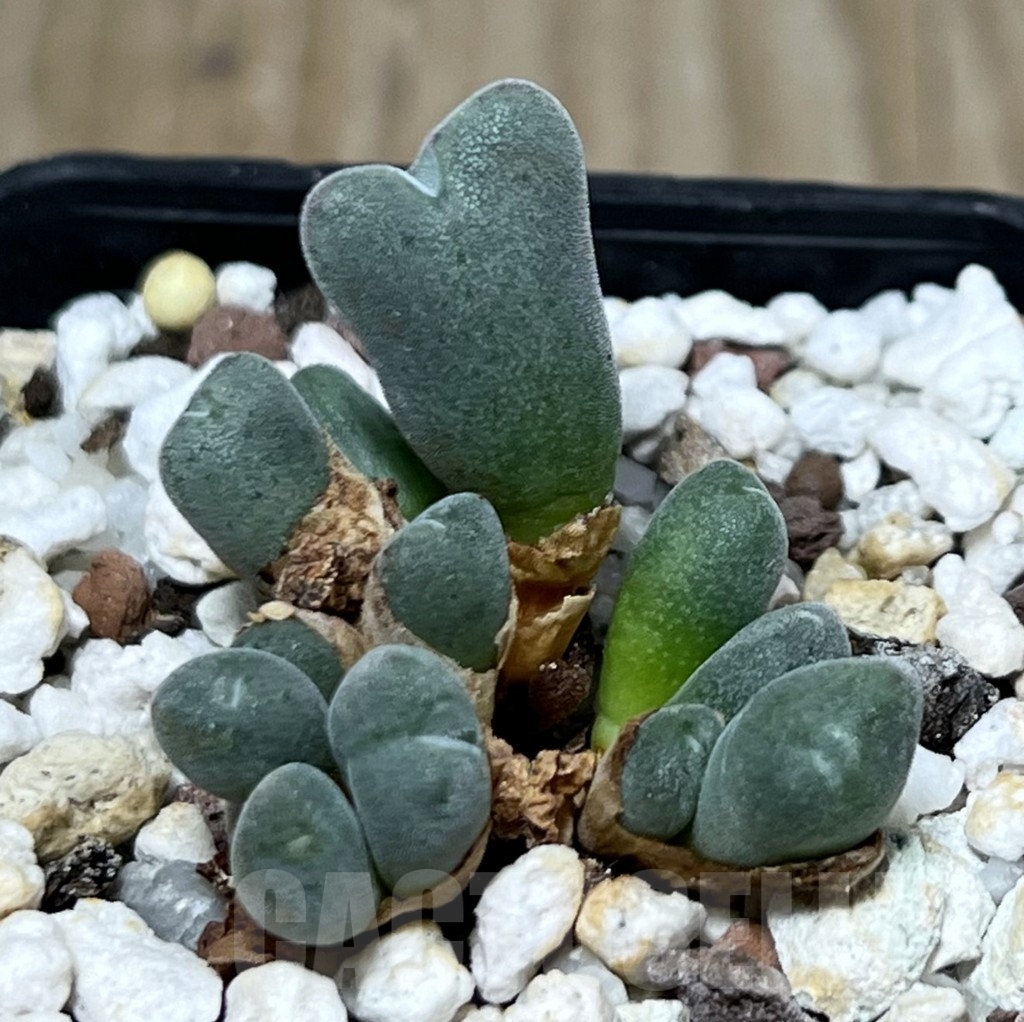 SHPR20760 Conophytum chauviniae