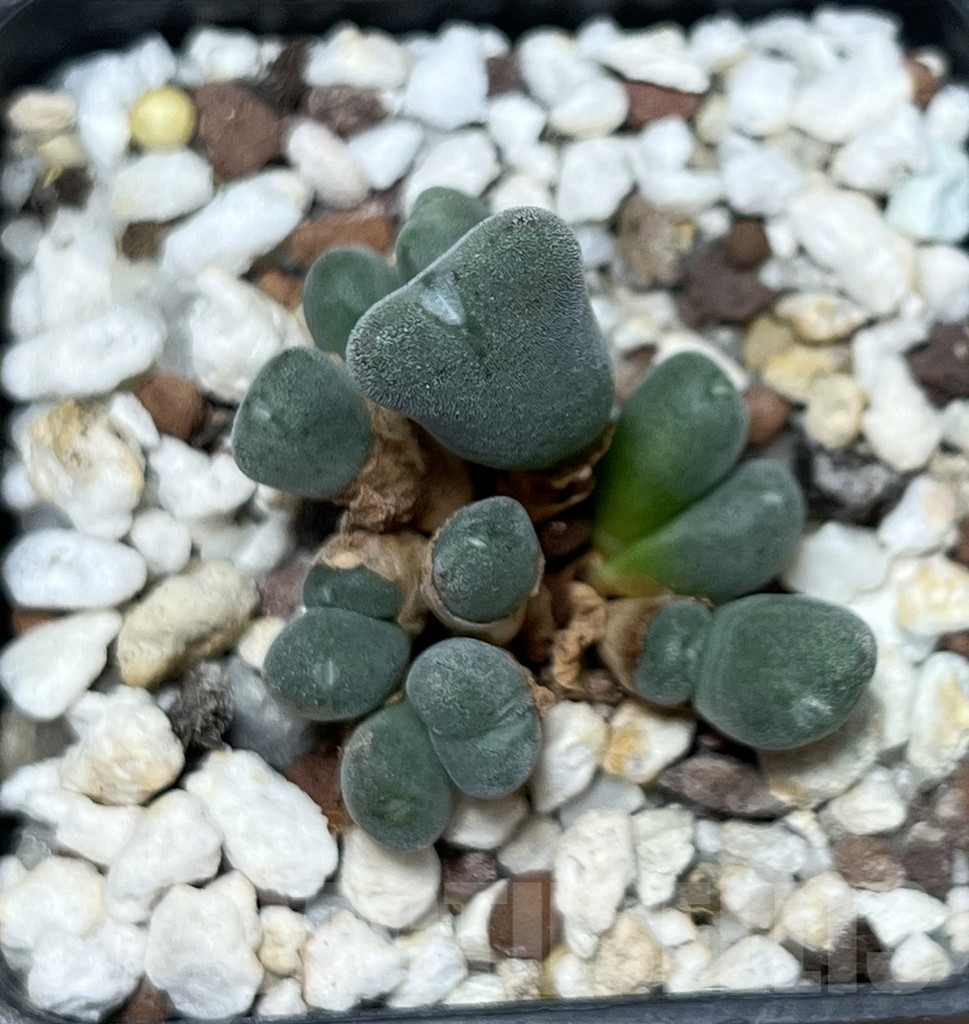 SHPR20760 Conophytum chauviniae - immagine 2