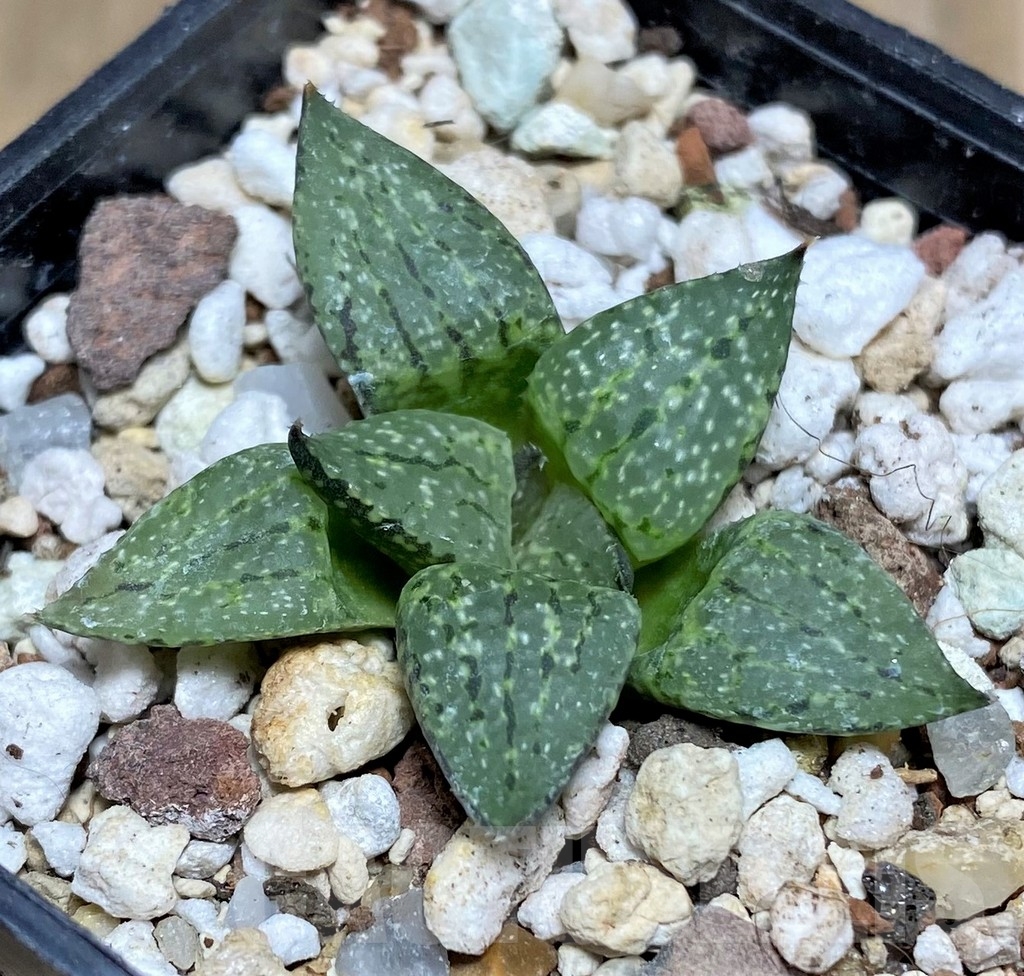 SHPR20792 Haworthia picta - Image 2