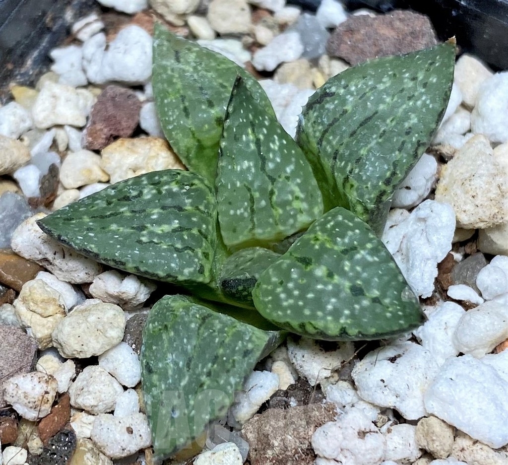 SHPR20792 Haworthia picta