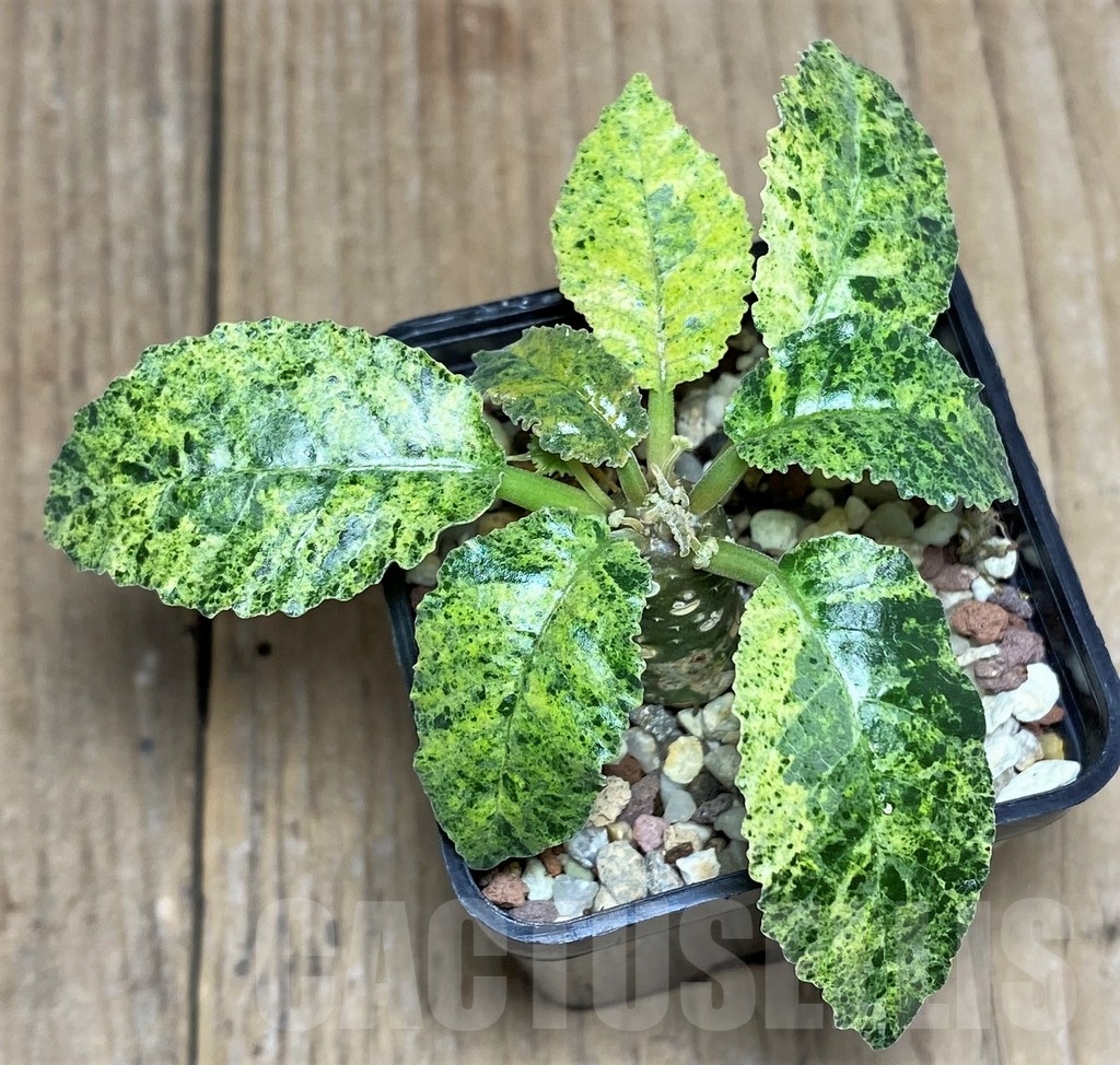 SHPR20793 Dorstenia hybrid f. variegata - Image 2