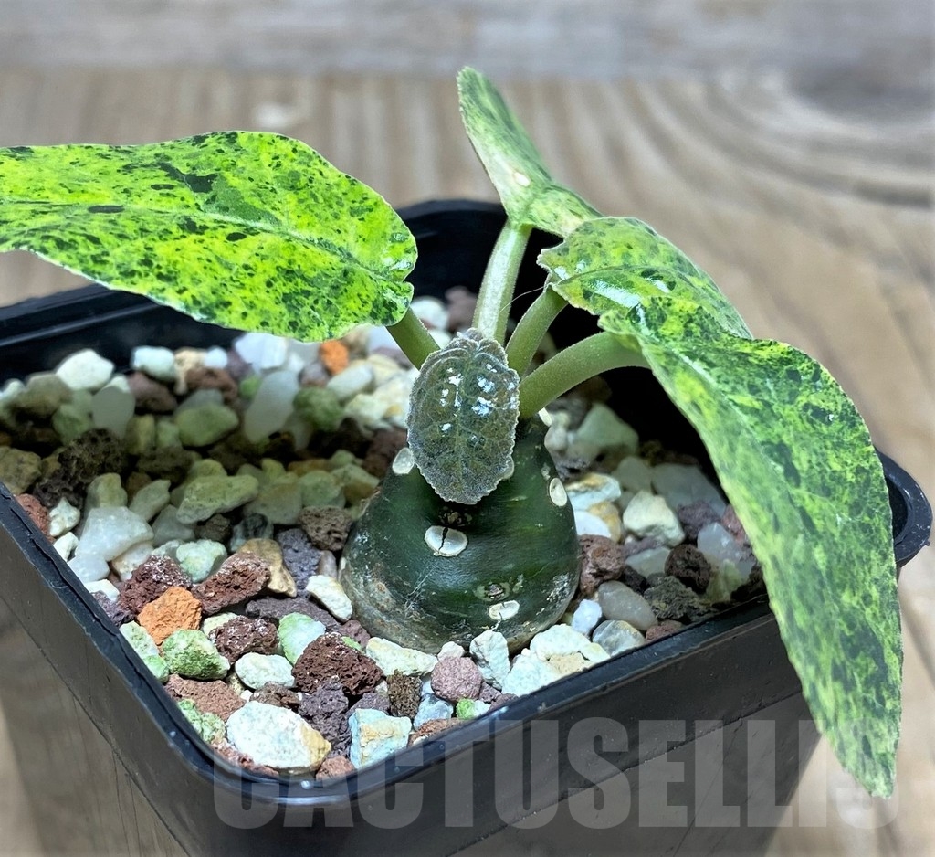 SHPR20795 Dorstenia foetida f. variegata - immagine 2