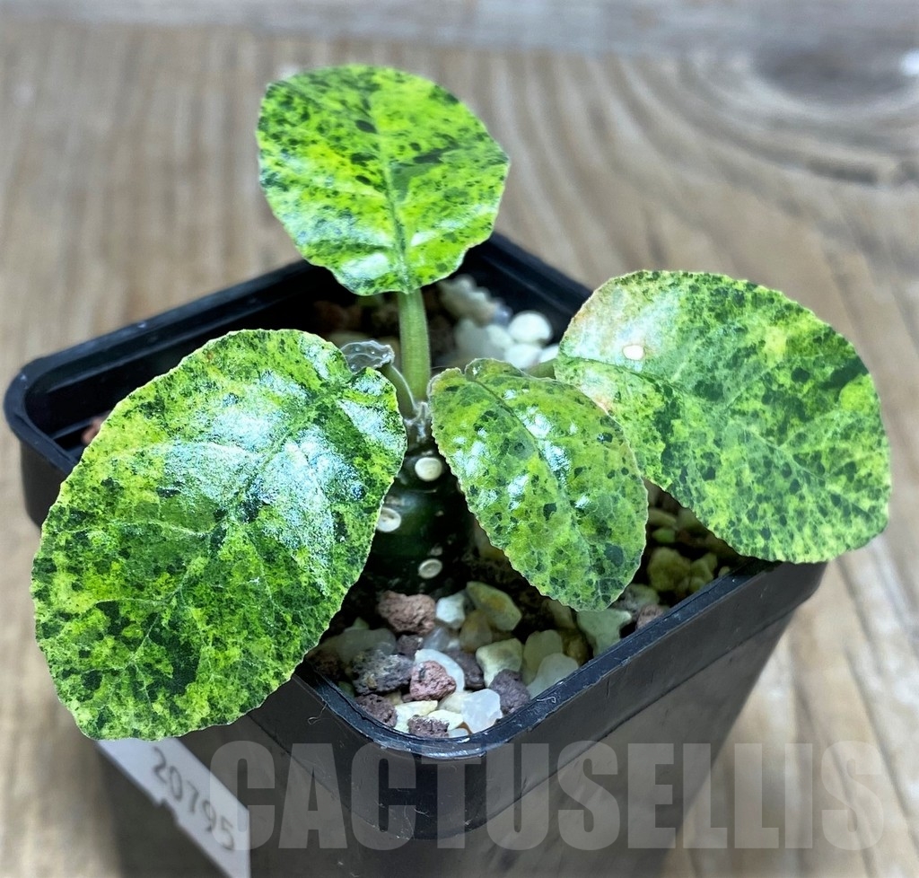 SHPR20795 Dorstenia foetida f. variegata