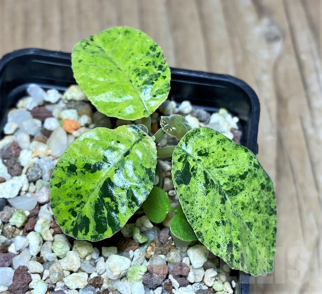 SHPR20796 Dorstenia foetida f. variegata - immagine 2