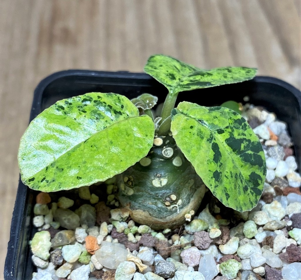 SHPR20796 Dorstenia foetida f. variegata