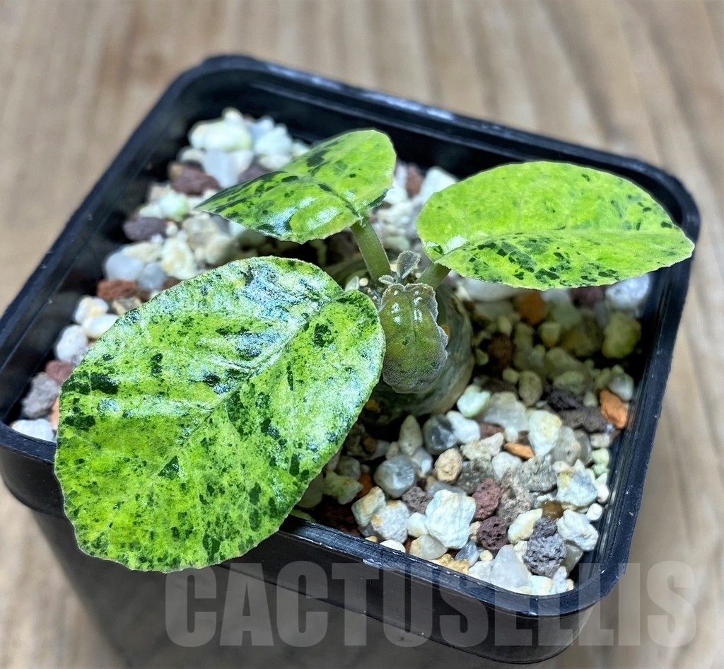 SHPR20796 Dorstenia foetida f. variegata - immagine 3