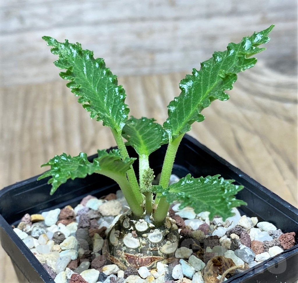 SHPR20798 Dorstenia horwoodii