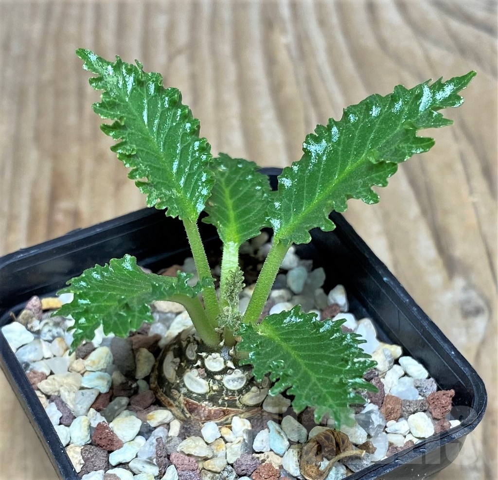 SHPR20798 Dorstenia horwoodii - immagine 2