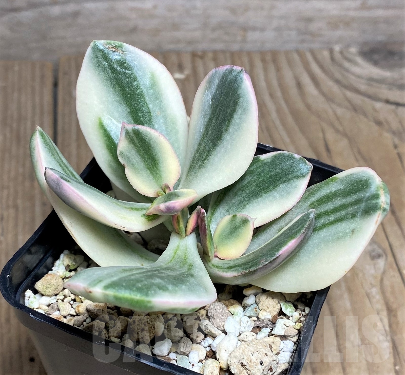 SHPR20805 Crassula arborescens 'White' - Image 2