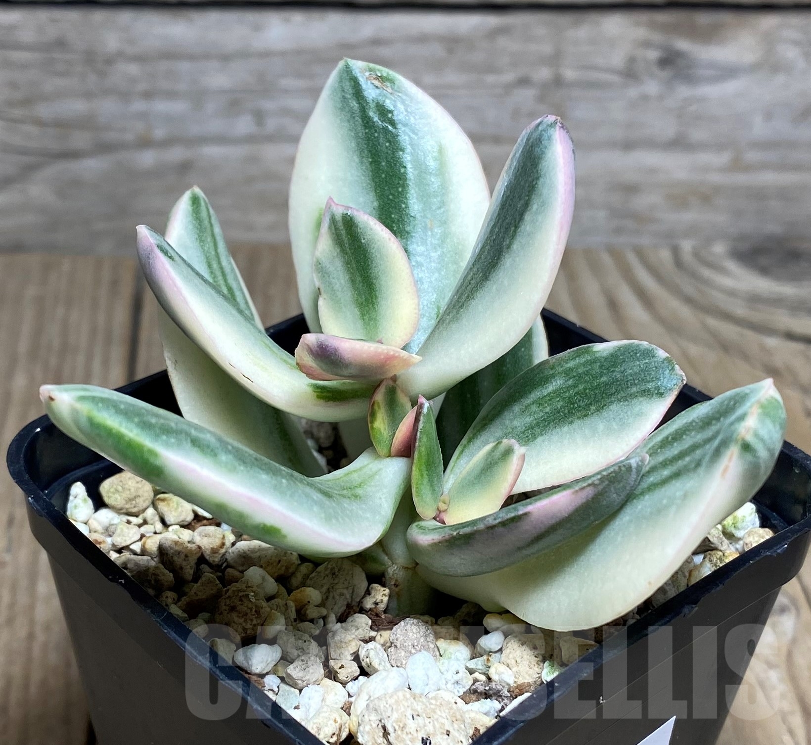 SHPR20805 Crassula arborescens 'White'