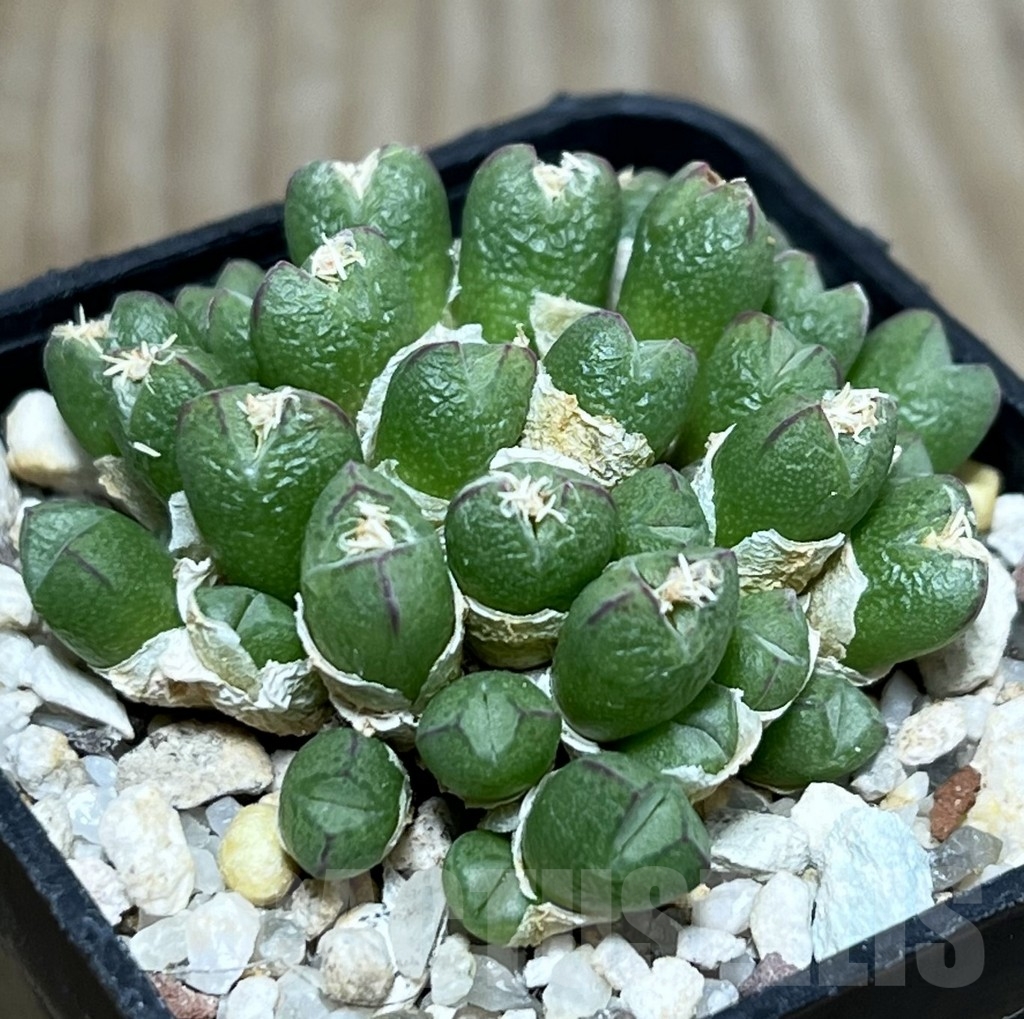 SHPR20827 Conophytum loeschianum