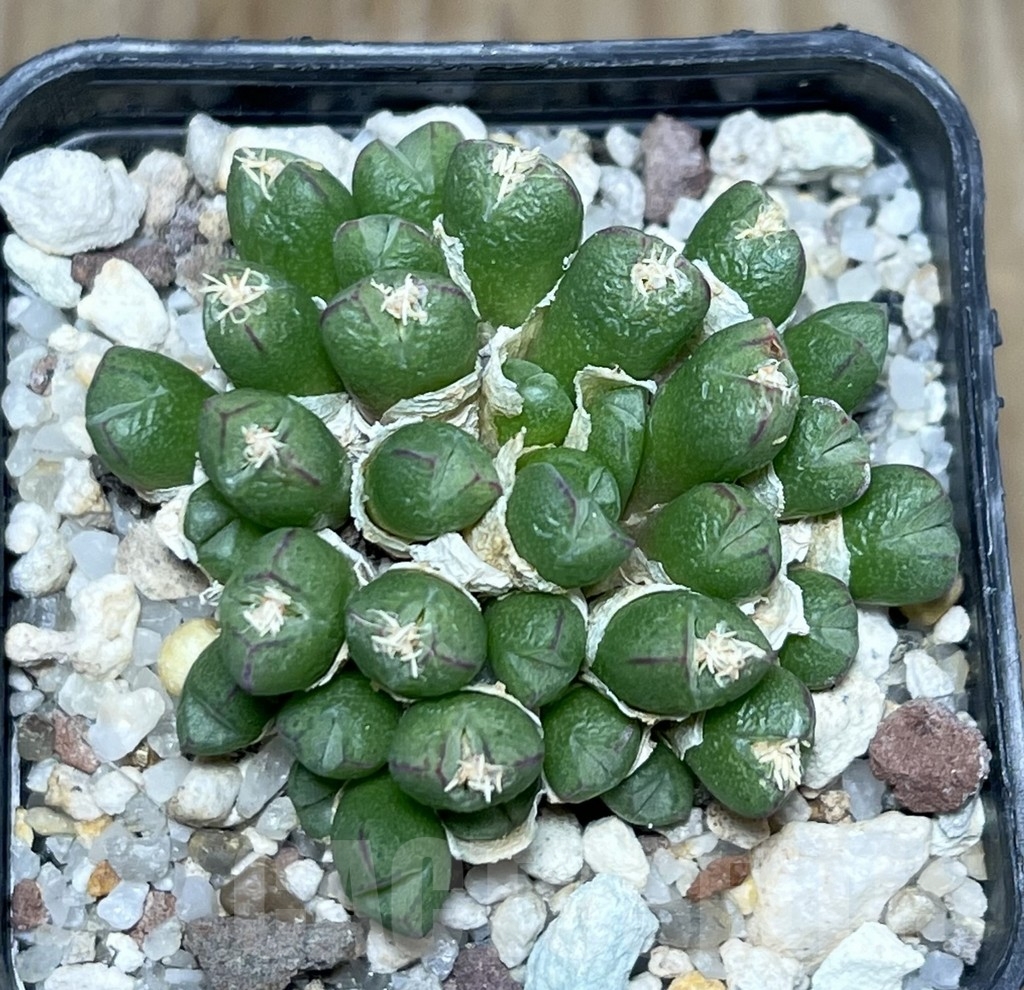 SHPR20827 Conophytum loeschianum - Image 2