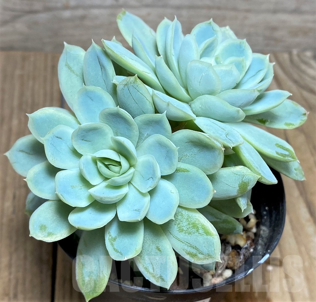 SHPR20812 Echeveria 'Raspberry Ice'