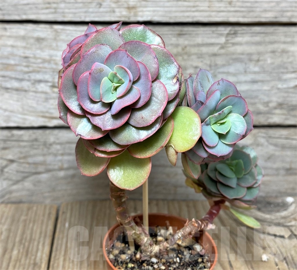 SHPR20813 Echeveria ‘Suyon’ - Image 2