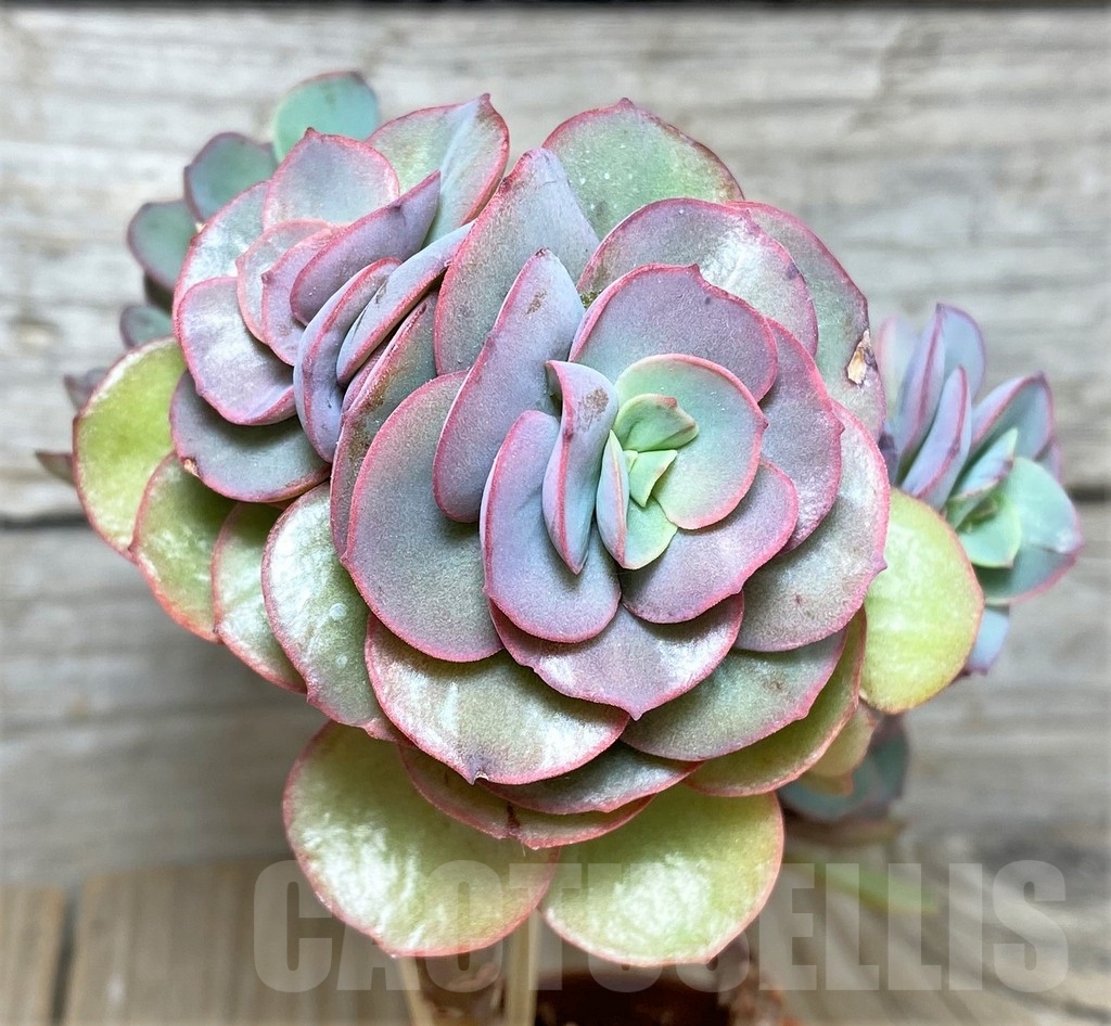 SHPR20813 Echeveria ‘Suyon’