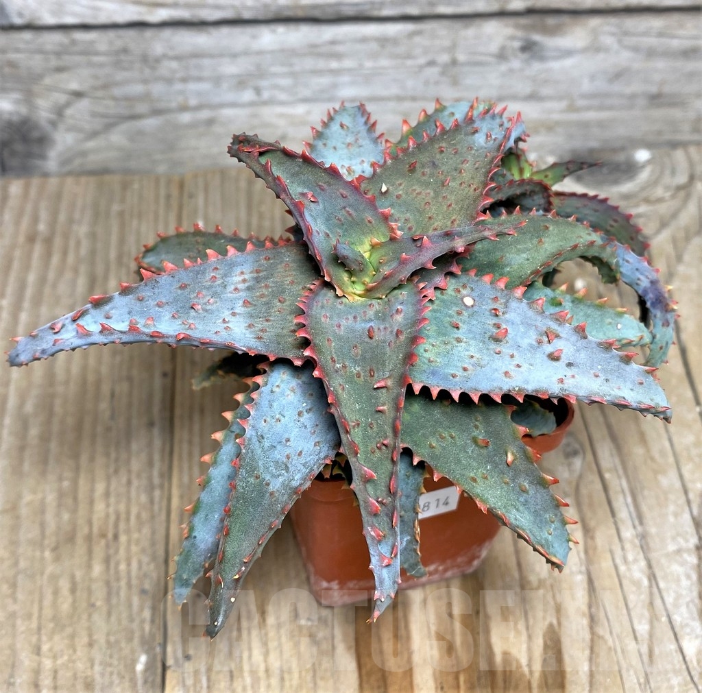 SHPR20814 Aloe castilloniae hybrid - Image 3