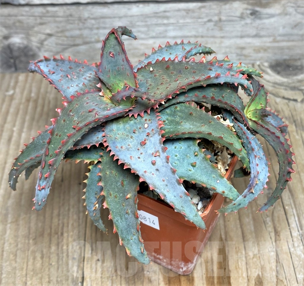 SHPR20814 Aloe castilloniae hybrid - Image 2