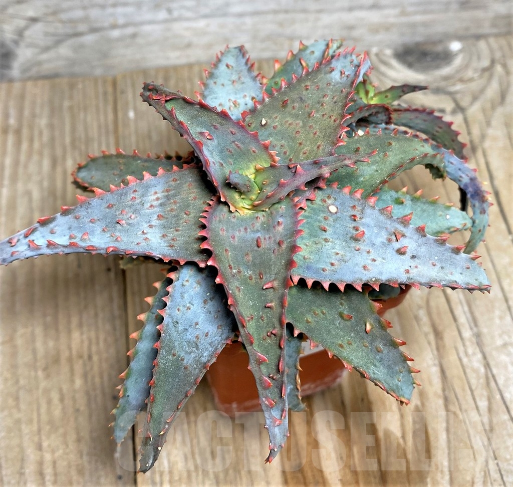SHPR20814 Aloe castilloniae hybrid