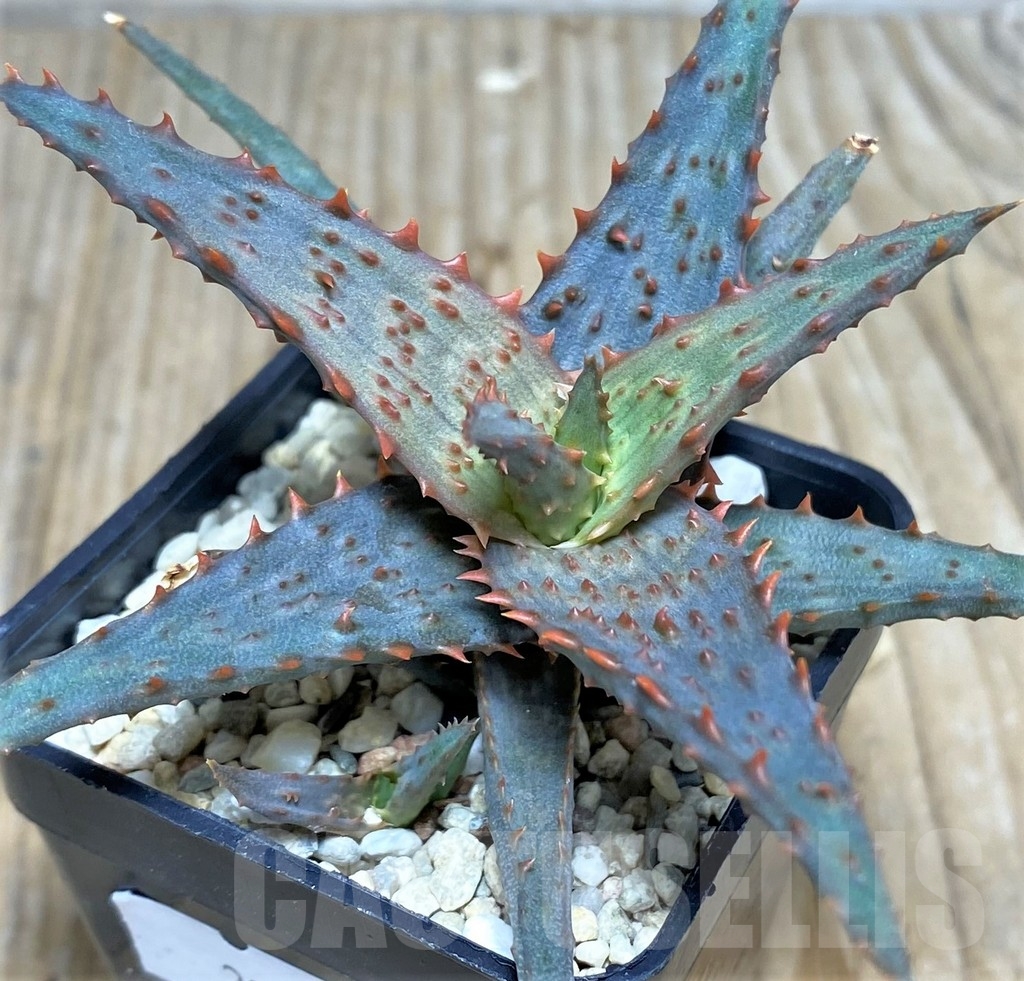 SHPR20816 Aloe castilloniae hybrid