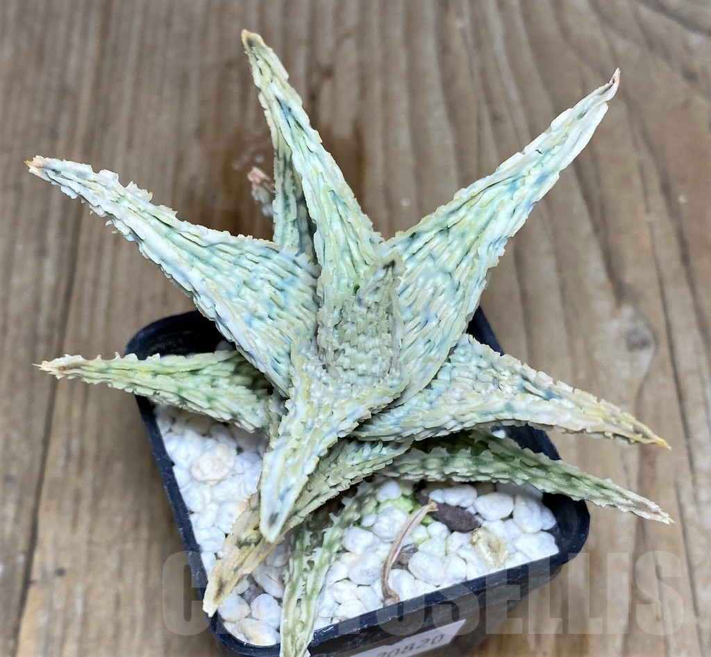 SHPR20820 Aloe hybrid - Imagen 2