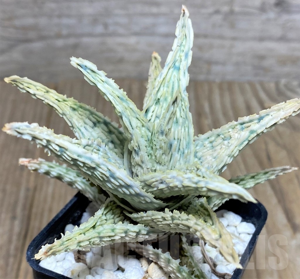 SHPR20820 Aloe hybrid