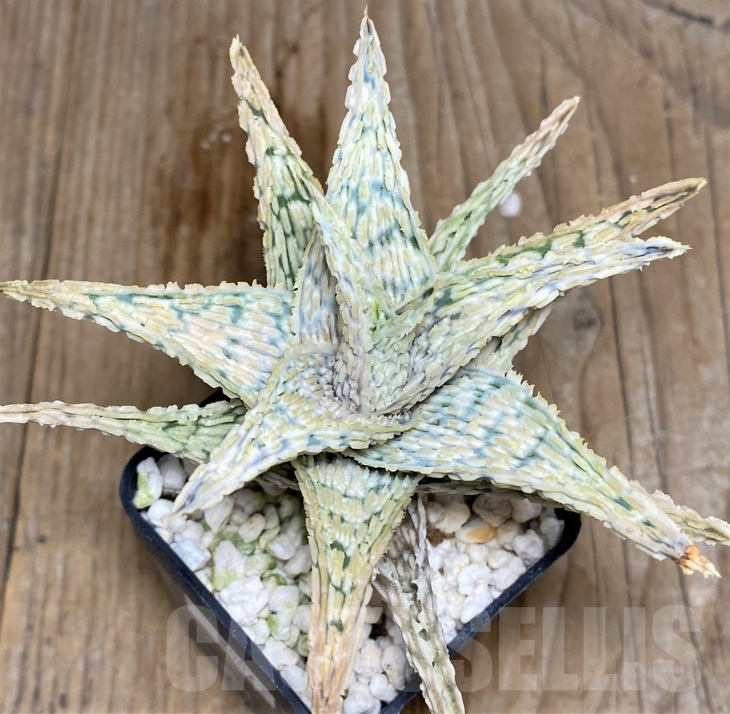 SHPR20821 Aloe hybrid - Imagen 2