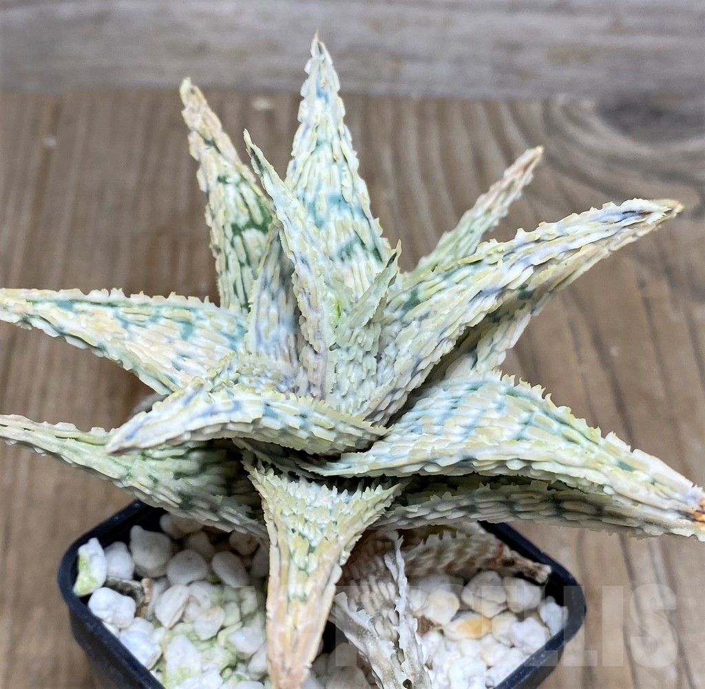 SHPR20821 Aloe hybrid
