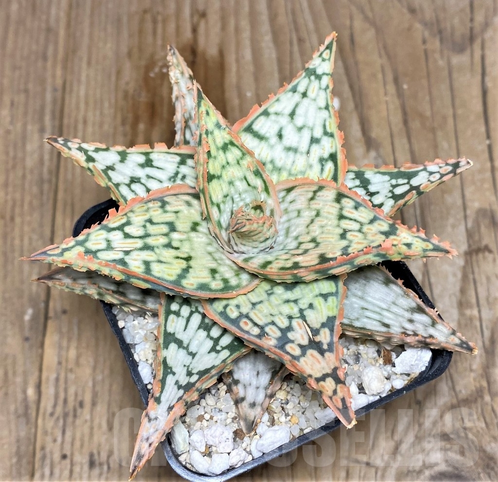 SHPR20822 Aloe TCT hybrid - Image 2