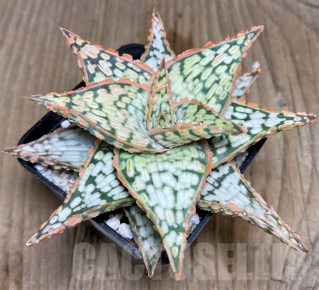 SHPR20822 Aloe TCT hybrid