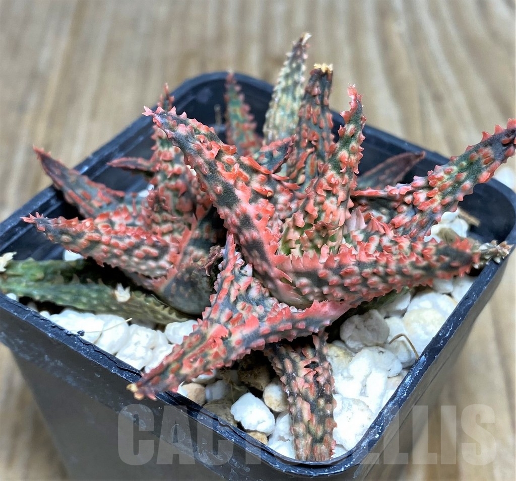 SHPR20823 Aloe hybrid