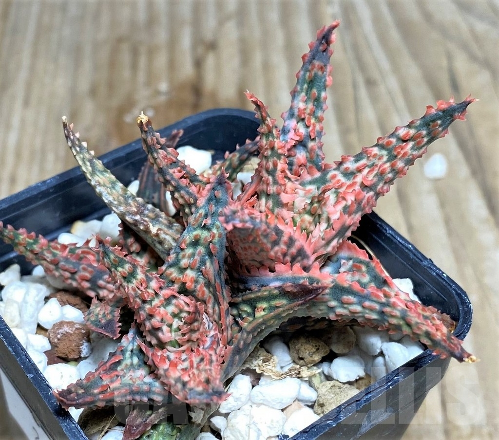 SHPR20823 Aloe hybrid - immagine 2