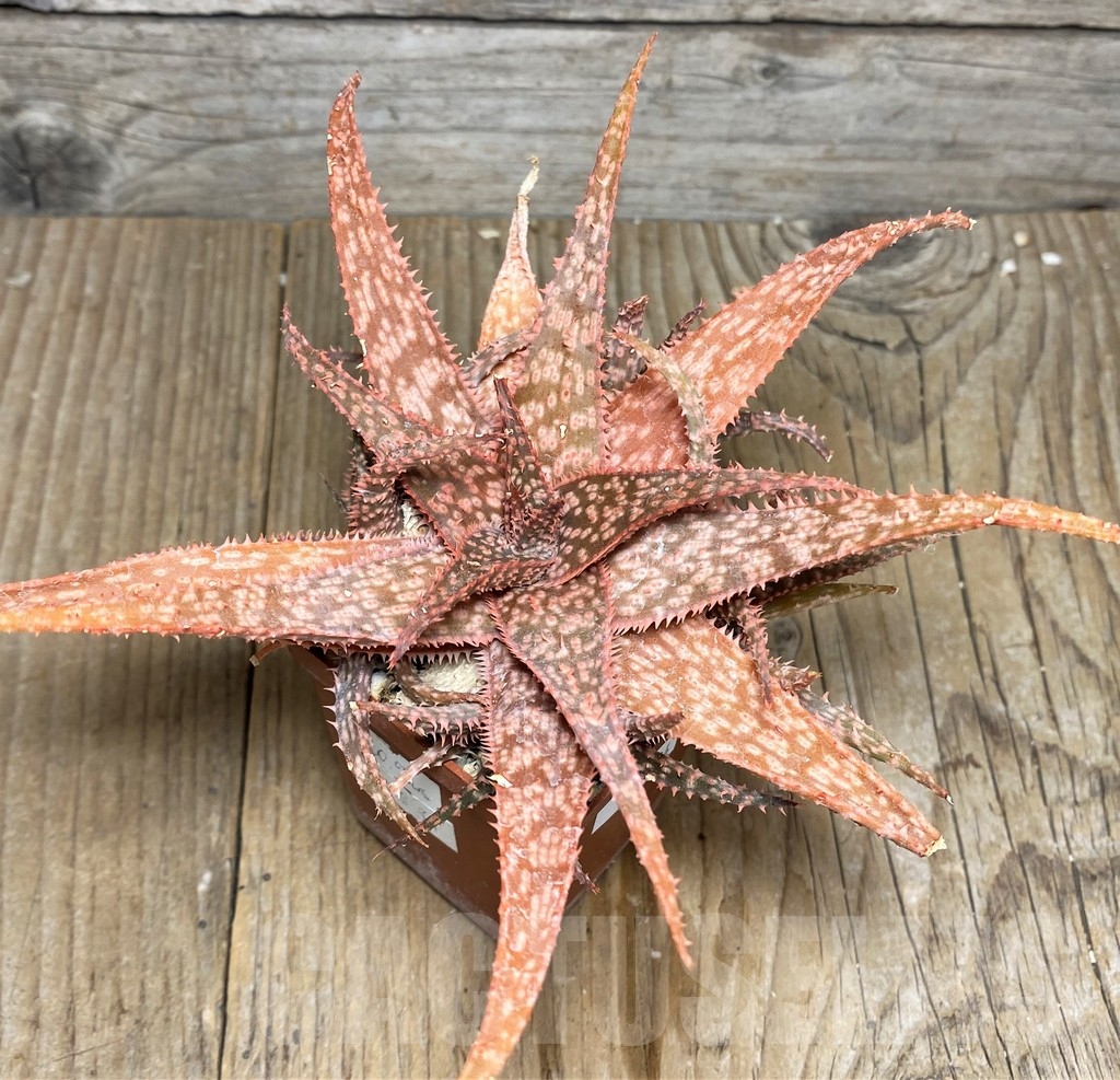 SHPR20824 Aloe 'Christmas Carol' hybrid - immagine 2