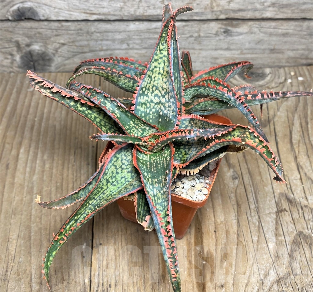 SHPR20825 Aloe 'Vito' x ? - immagine 2