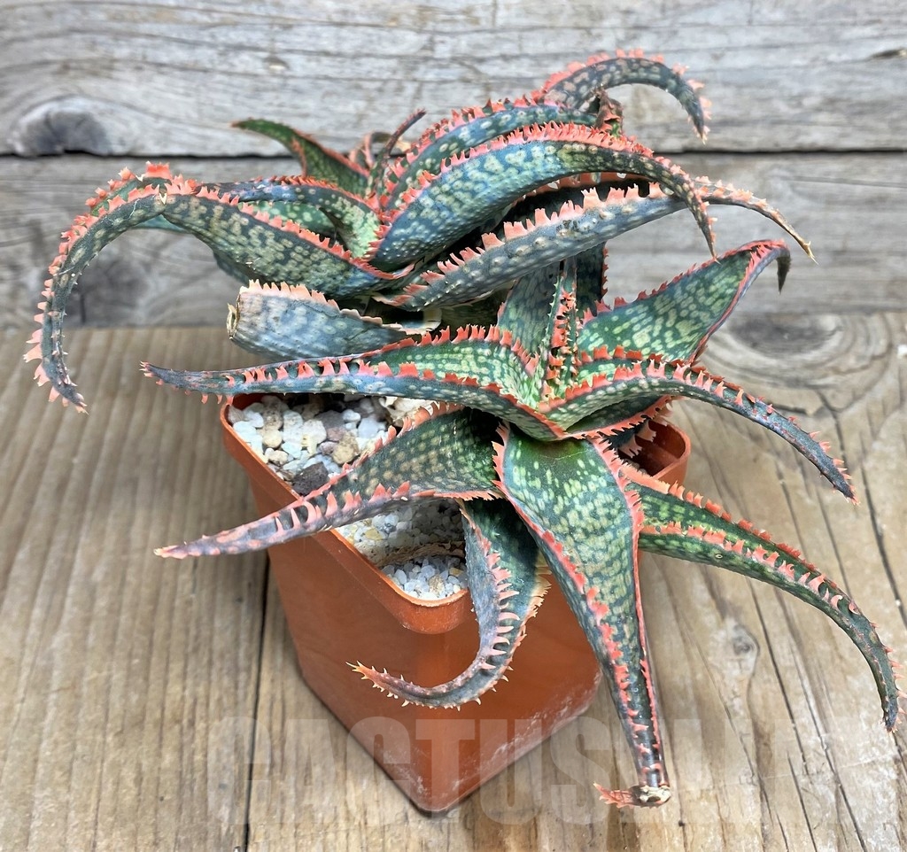 SHPR20825 Aloe 'Vito' x ? - immagine 3